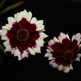 Seed packet for swirl coreopsis flower seeds