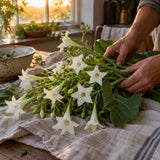 Indian Peace Pipe White Nicotiana Seeds harvest up close