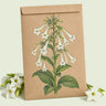 Kraft seed packet illustrated with Indian Peace Pipe White Nicotiana, with fresh Indian Peace Pipe White Nicotiana beside it