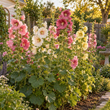 Indian Spring Hollyhock Flower Seeds growing in a home garden