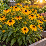 Indian Summer Black Eyed Susan Seeds growing in a home garden