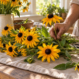Indian Summer Black Eyed Susan Seeds harvest up close