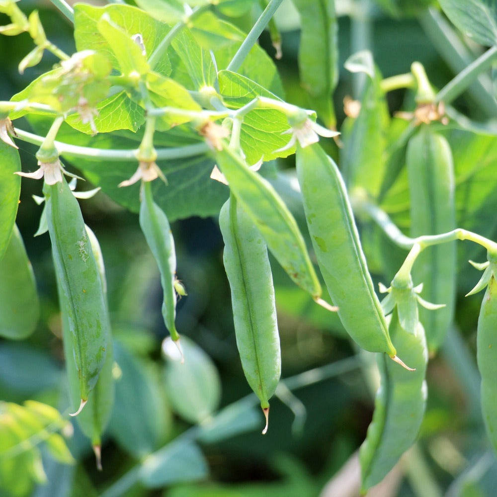 Seed packet for iona petite shelling pea seeds