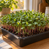 Italian Amaro Chicory Microgreens Seeds growing in a home garden