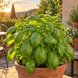 Italian Genovese Basil Seeds growing in a home garden