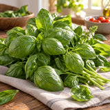 Italian Genovese Basil Seeds harvest up close