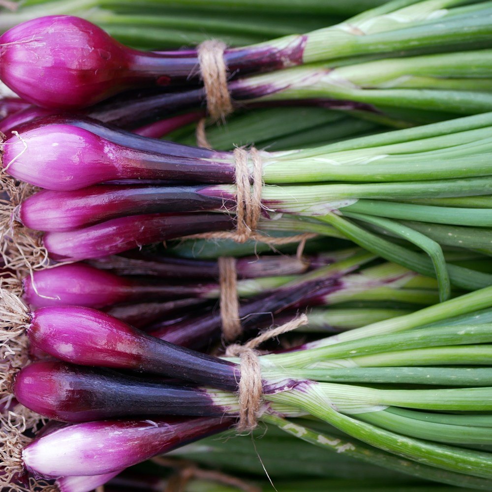 Seed packet for italian red of florence scallion seeds