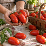 Italian Roma Bush Tomato Seeds harvest up close