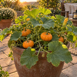 Jack Be Little Mini Pumpkin Seeds growing in a home garden