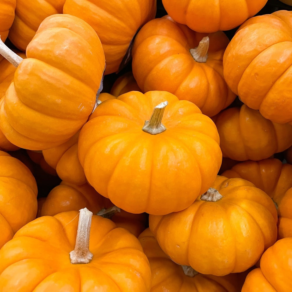 Seed packet for jack be little mini pumpkin seeds