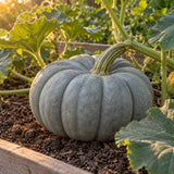 Jarrahdale Blue Gray Pumpkin Seeds growing in a home garden