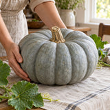 Jarrahdale Blue Gray Pumpkin Seeds harvest up close