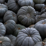 Seed packet for jarrahdale blue gray pumpkin seeds