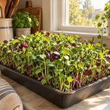 Jazzy Microgreens Seed Mix growing in a home garden