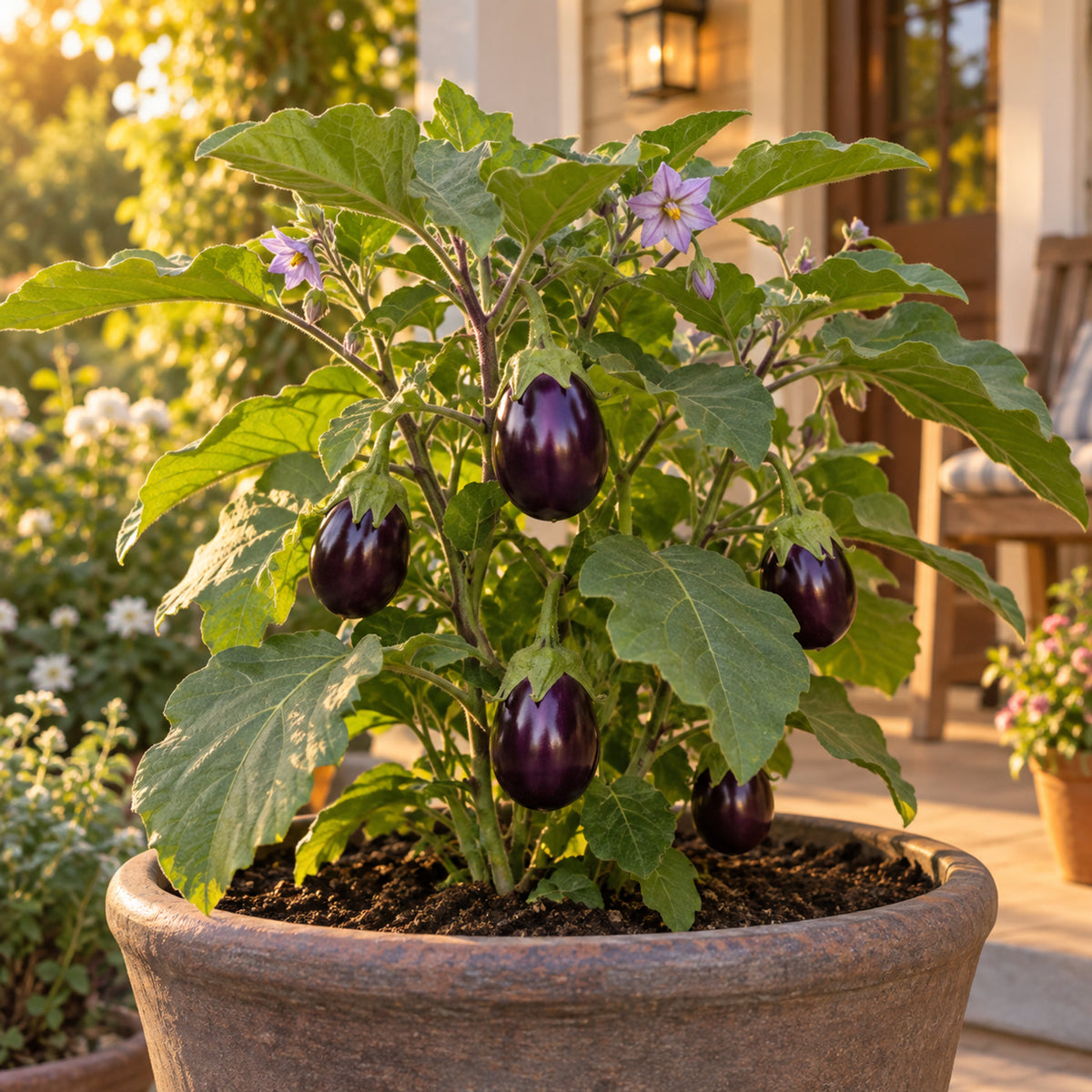 Jewel Amethyst Eggplant Seeds growing in a home garden