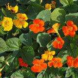 Seed packet for jewel nasturtium flower mix seeds
