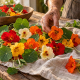 Jewel Nasturtium Flower Mix Seeds harvest up close