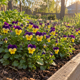 Johnny Jump Up Viola Flower Seeds growing in a home garden