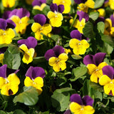 Seed packet for johnny jump up viola flower seeds