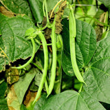 Seed packet for kentucky wonder pole bean seeds