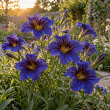 Kew Blue Salpiglossis Seeds growing in a home garden