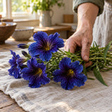 Kew Blue Salpiglossis Seeds harvest up close