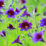 Product image of kew blue salpiglossis seeds