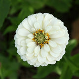 Key Lime Zinnia Blend seed packet