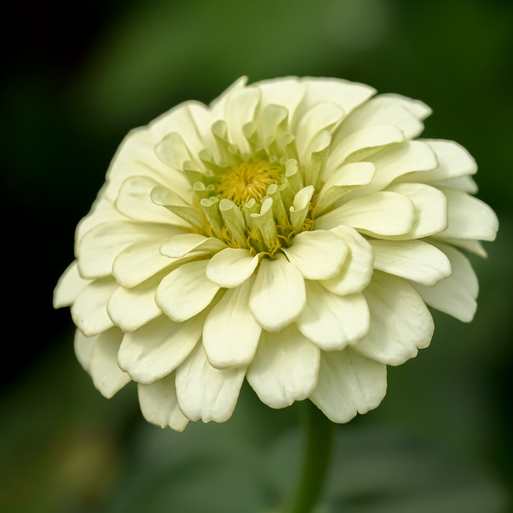 Key Lime Zinnia Blend seed packet