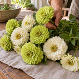 Key Lime Zinnia Blend Seeds harvest up close