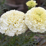 Seed packet for kilimanjaro white marigold seeds