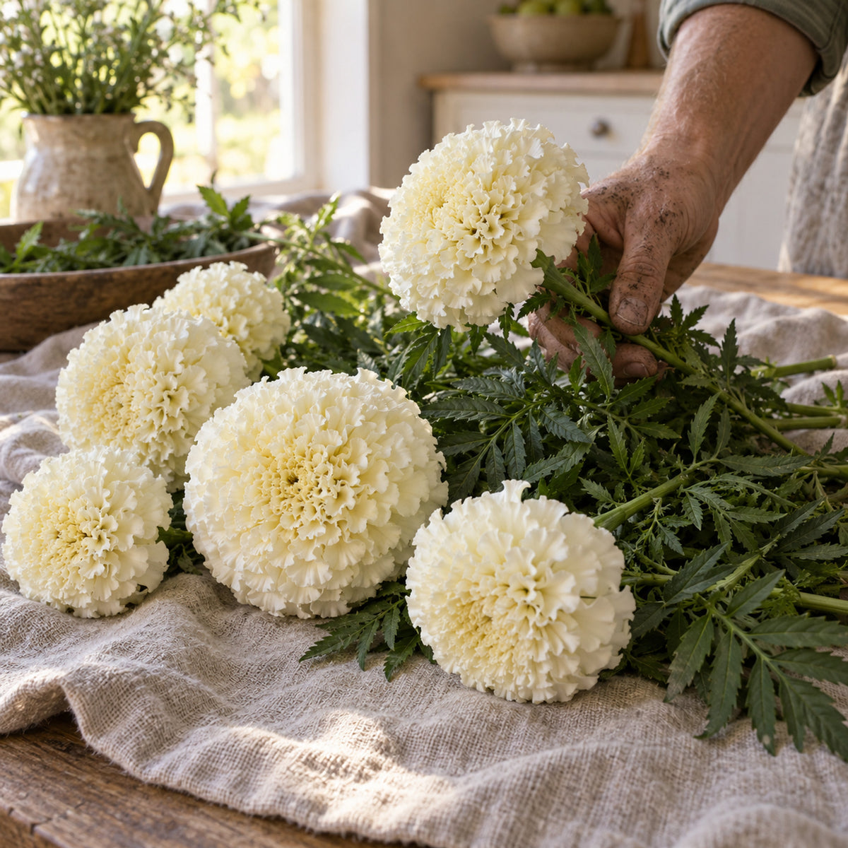 Kilimanjaro White Marigold Seeds harvest up close