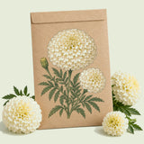 Kraft seed packet illustrated with Kilimanjaro White Marigold, with fresh Kilimanjaro White Marigold beside it
