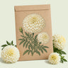 Kraft seed packet illustrated with Kilimanjaro White Marigold, with fresh Kilimanjaro White Marigold beside it
