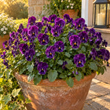 King Henry Purple Viola Seeds growing in a home garden