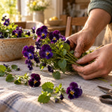 King Henry Purple Viola Seeds harvest up close