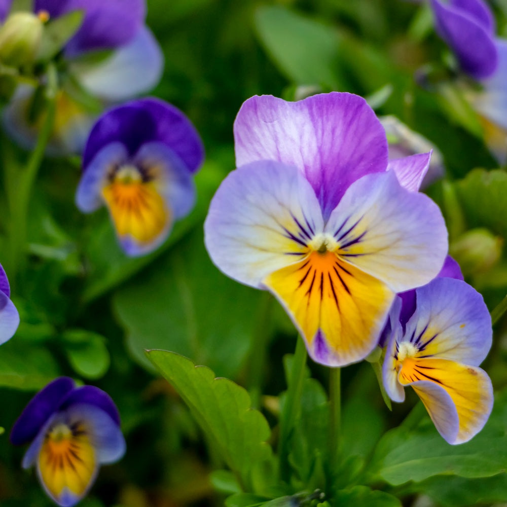 Seed packet for king henry purple viola seeds