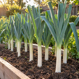 King Richard Leek Seeds growing in a home garden