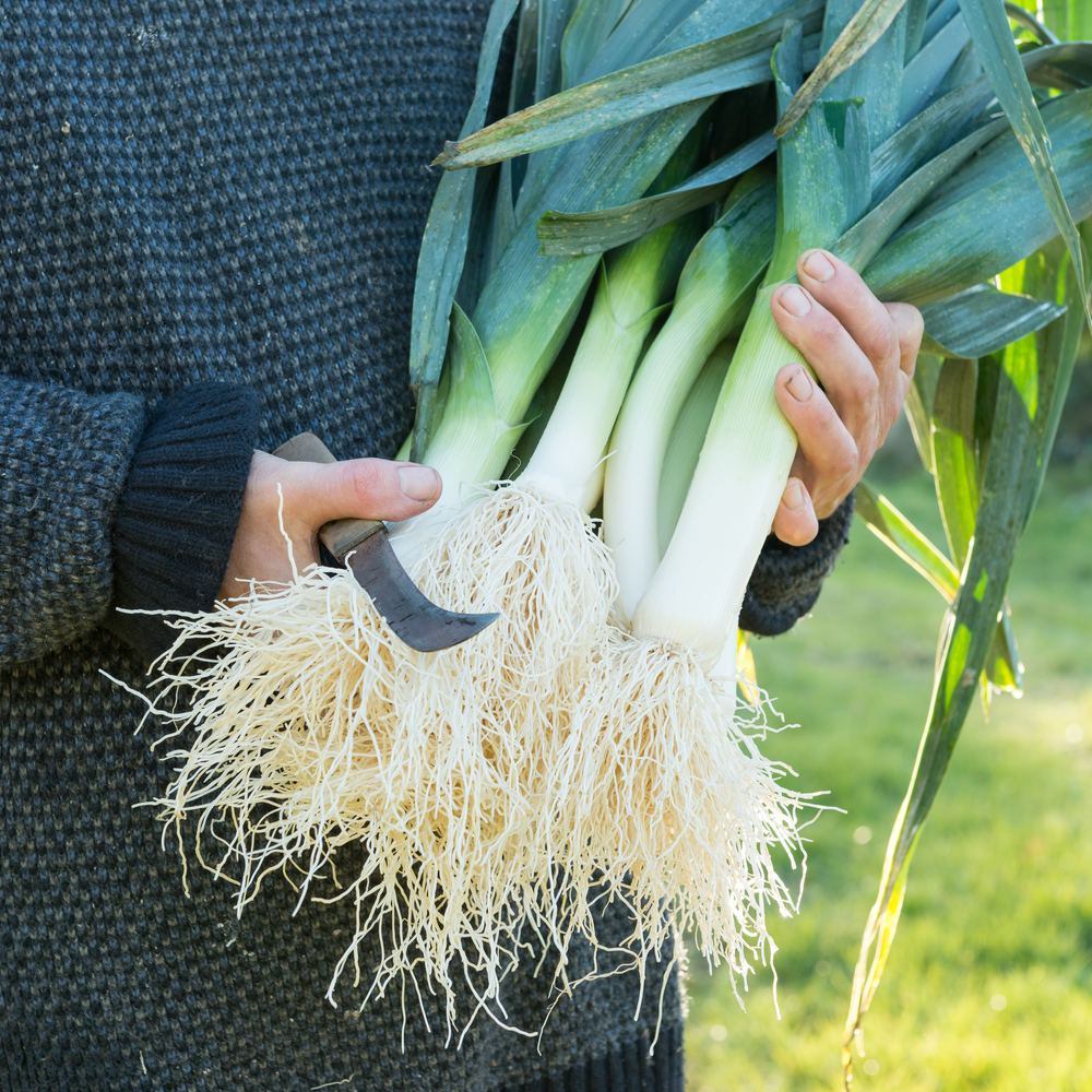 Seed packet for king richard leek seeds