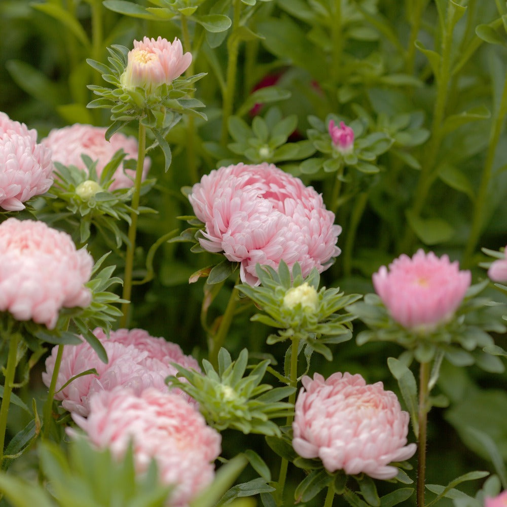 Apricot Aster seed packet