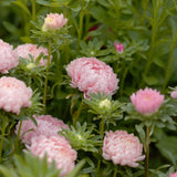 Apricot Aster seed packet