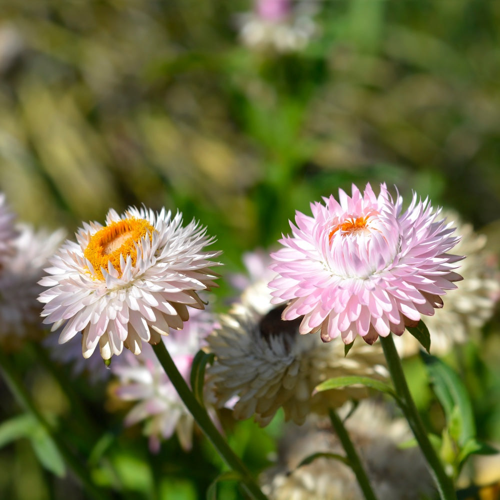 Silvery Rose Strawflower seed packet