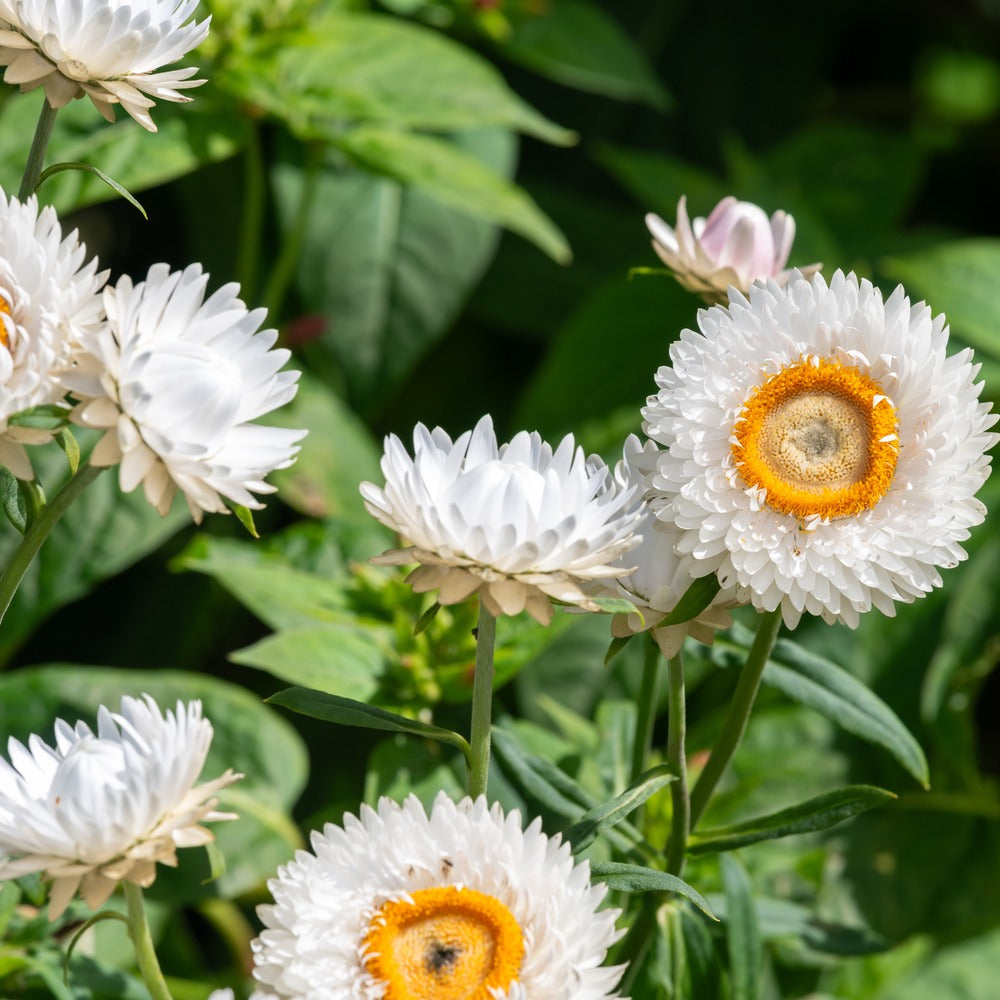 Silvery White Strawflower seed packet