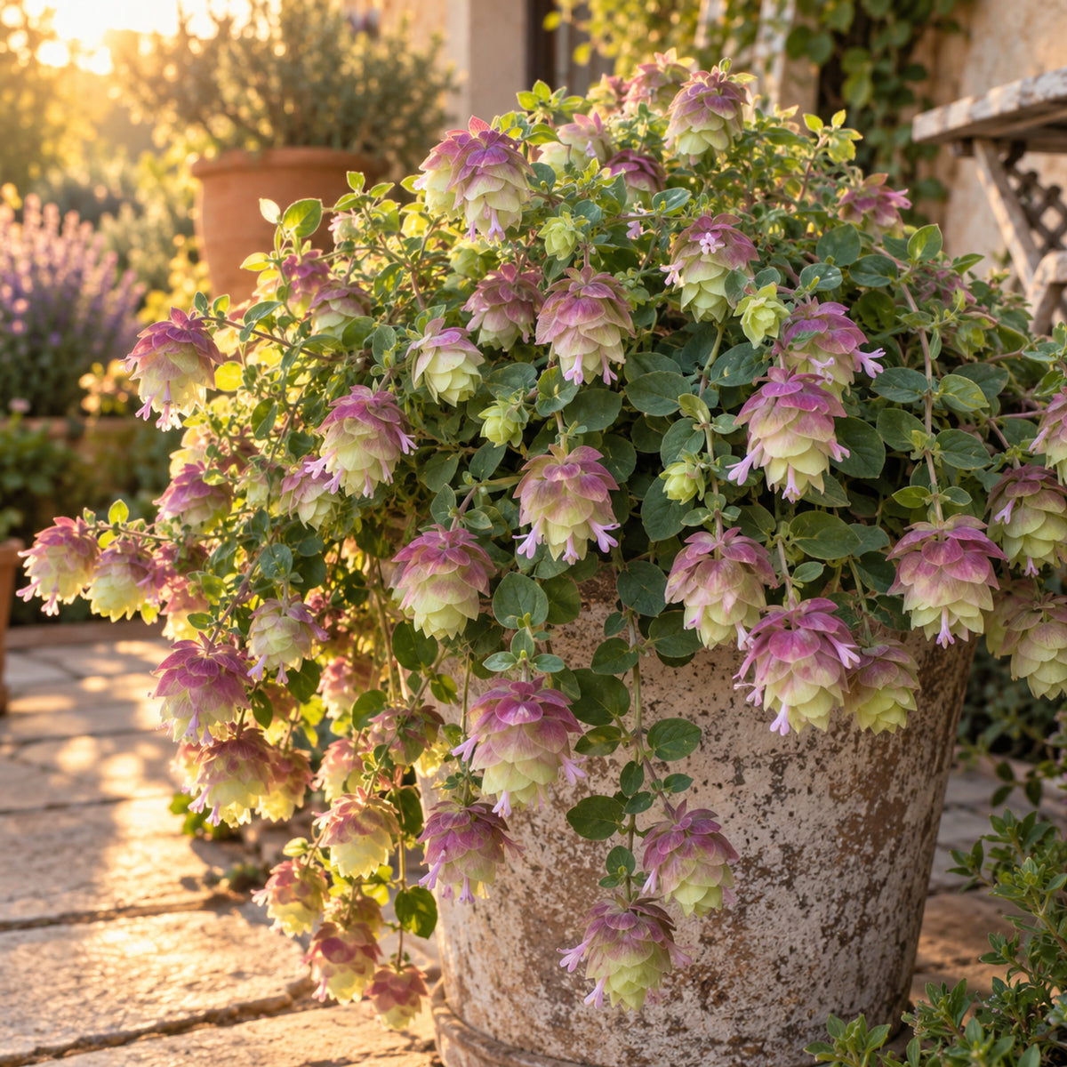 Kirigami Ornamental Oregano Seeds growing in a home garden