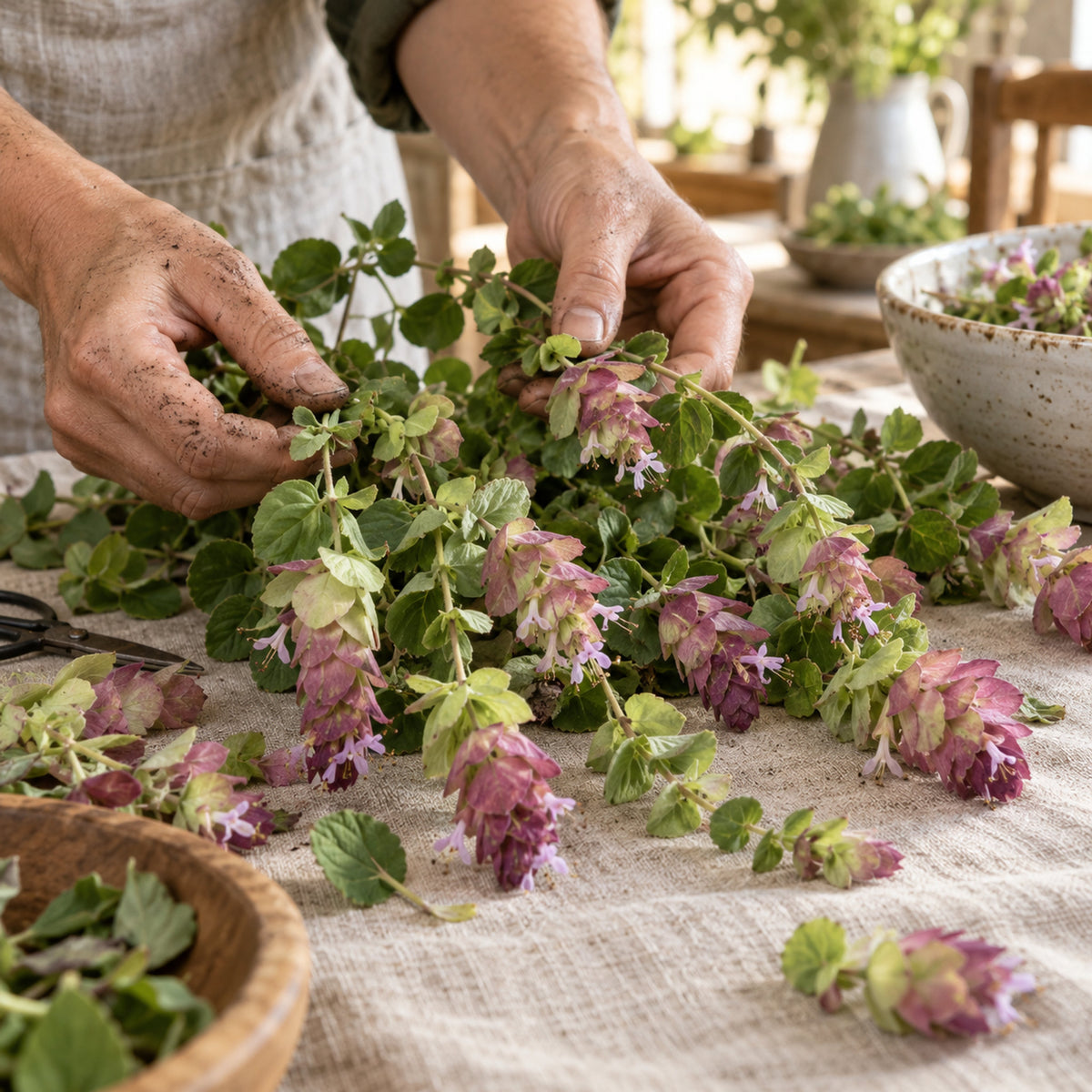 Kirigami Ornamental Oregano Seeds harvest up close