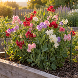 Knee Hi Sweet Pea Flower Mix Seeds growing in a home garden