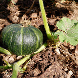 Seed packet for kurinishiki kabocha squash seeds