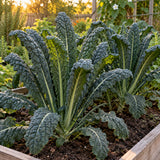 Lacinato Dinosaur Kale Seeds growing in a home garden
