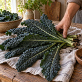 Lacinato Dinosaur Kale Seeds harvest up close