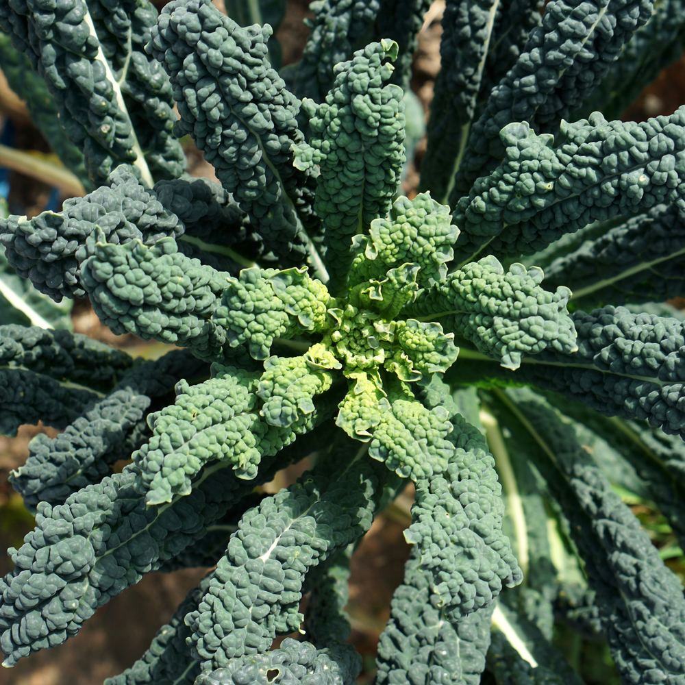 Product image of lacinato dinosaur kale seeds